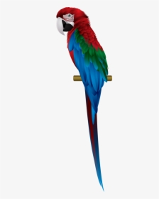 Macaw - Blue And Red Macawpng, Transparent Png, Free Download