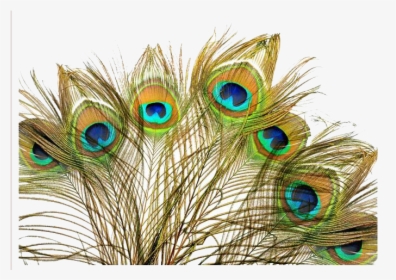 Peacock Feather Background Png, Transparent Png - Peacock Feather Images Hd Wallpaper Png, Png Download, Free Download