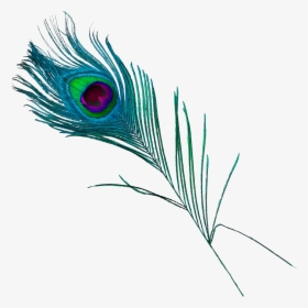 Beautiful Peacock Feathers Png Download - Peafowl, Transparent Png, Free Download