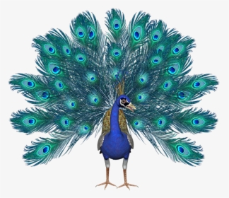 Transparent Peacock Feathers Clipart - Pavo Real En Png, Png Download, Free Download