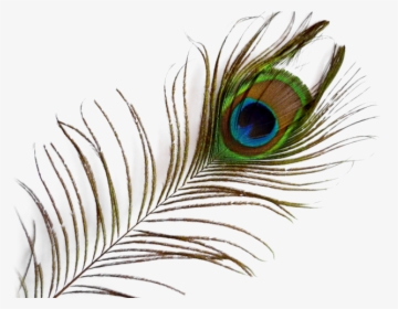 Peacock Feather Png Transparent Images - Transparent Background Peacock Feather Png, Png Download, Free Download