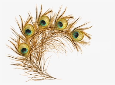 Peafowl Clipart Morpankh - Peacock Feathers Png Transparent, Png Download, Free Download