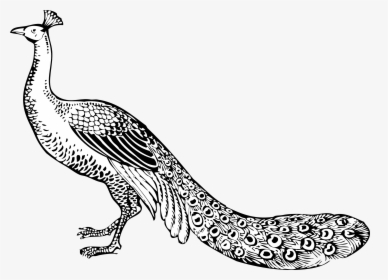 Peacock Clipart Black And White, HD Png Download, Free Download