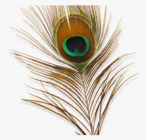 Peacock Feather Png Transparent Images, Png Download, Free Download