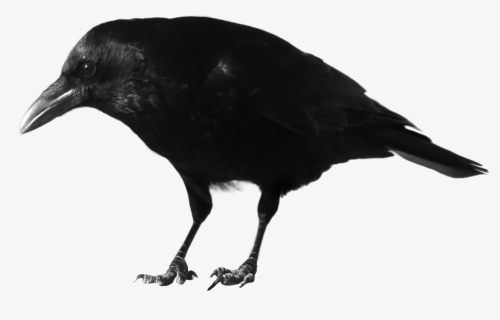 Crow Transparent Png Photo - Crow Transparent, Png Download, Free Download
