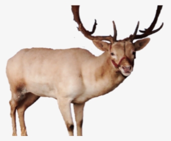 Reindeer Png Transparent Images - Elk, Png Download, Free Download