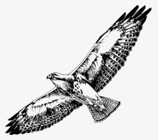 Hawk Png Black And White - Hawk Clipart Black And White, Transparent Png, Free Download