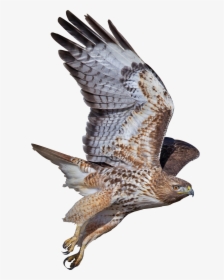 Png Coopers Hawk Picture Black And White - Falcon Png, Transparent Png, Free Download