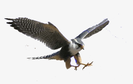 Transparent Bald Eagle Flying Png - Flying Peregrine Falcon Png, Png Download, Free Download