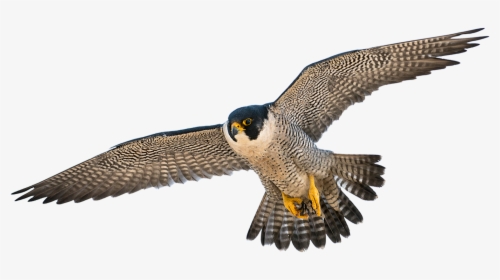 Peregrine Falcon Png - Hawk, Transparent Png, Free Download