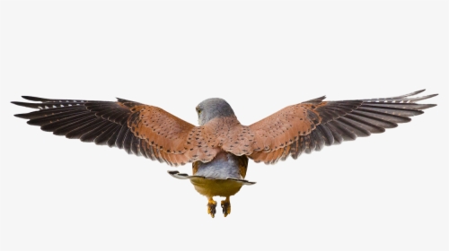 Hawk Flying Png - Bird Flying Away Behind, Transparent Png, Free Download