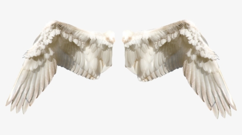 Wings In Different Types, HD Png Download, Free Download