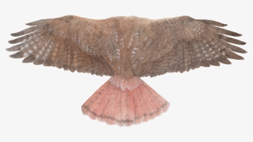Red-tailed Hawk Wings - Back Of Hawk Wings, HD Png Download, Free Download