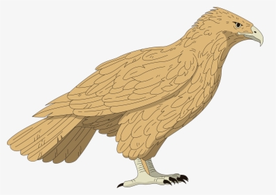 Transparent Peregrine Falcon Png - Hawk, Png Download, Free Download