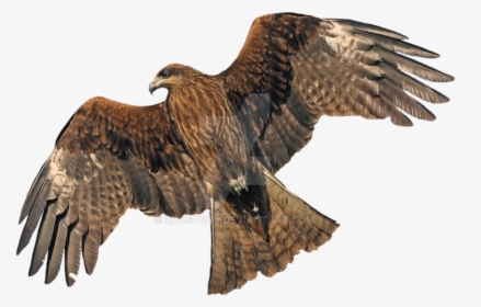 Red Tailed Hawk - Golden Eagle No Background, HD Png Download, Free Download