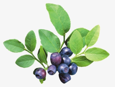 Blueberry Bush Png - Blueberry Tree Png, Transparent Png, Free Download