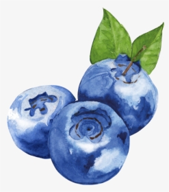 Blueberry - Clipart Watercolor Blueberries, HD Png Download, Free Download