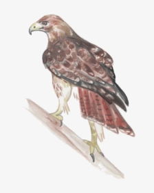 Red-tailed Hawk , Png Download - Falcon, Transparent Png, Free Download