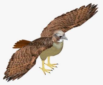 Zt2 Red Tailed Hawk, HD Png Download, Free Download