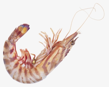 Shrimp Png - Shrimp High Resolution, Transparent Png, Free Download
