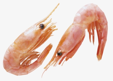 Shrimp Animal Png - Transparent Background Shrimps Png, Png Download, Free Download