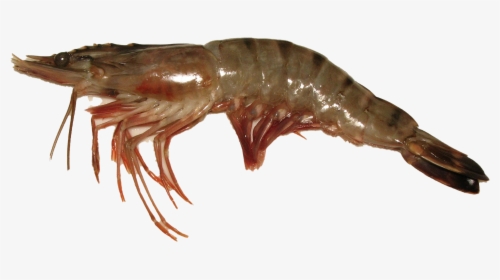Shrimp Png Background Image - Prone Seafood, Transparent Png, Free Download