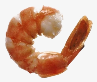 Ocean Shrimp Transparent Free Png - Litopenaeus Setiferus, Png Download, Free Download