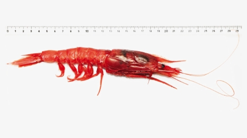 Transparent Shrimp Png - Antarctic Krill, Png Download, Free Download