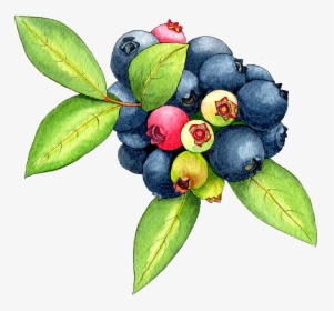 Berries Watercolor Png, Transparent Png, Free Download