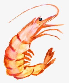Hand Painting 1957063 960 720 - Funny Shrimp Shirts, HD Png Download, Free Download
