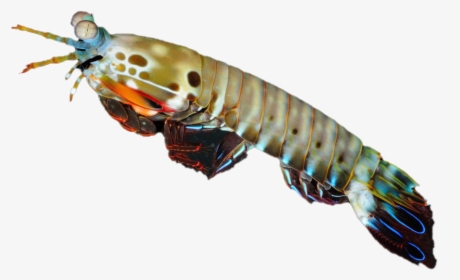 Shrimp Transparent Background Png - Antarctic Krill, Png Download, Free Download