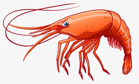 Png Clip Art - Transparent Background Shrimp Clipart, Png Download, Free Download