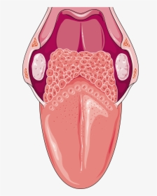 Download The Image - Tongue Anatomy Png, Transparent Png, Free Download