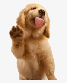 Golden Retriever Puppy Sticker, HD Png Download, Free Download