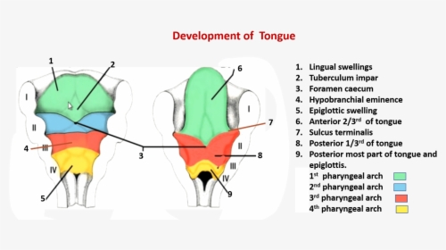 Transparent Tongue Png - Embriologia De La Lengua, Png Download, Free Download