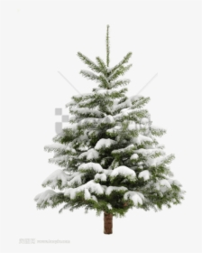 Frost - Snowy Christmas Tree Png, Transparent Png, Free Download