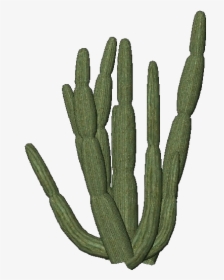 Transparent Background Cactus Png, Png Download, Free Download