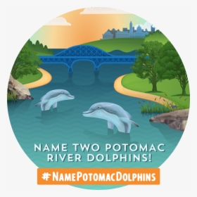 Dolphins-circle - Poster, HD Png Download, Free Download