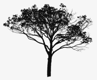 Tree Vector Black And White, Tree Vector Clipart, Tree - Silhouette Tree Vector Png, Transparent Png, Free Download