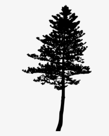 Pine Silhouette Png - Pine Tree Silhouette Png, Transparent Png, Free Download