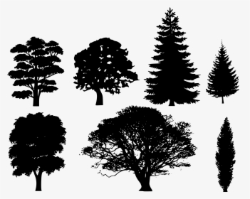 Pine Tree Png Vector - Free Vector Tree Silhouette, Transparent Png, Free Download