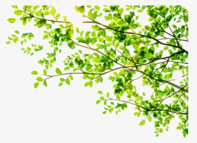 #leaves #leaf #green #tree #vector #freetoedit - Thank You Images For Ppt With Plants, HD Png Download, Free Download