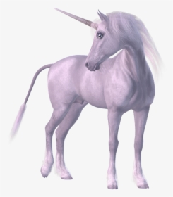 Horse Unicorn Legendary Creature - Unicorn Gerçek, HD Png Download, Free Download