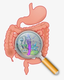 Gut Probiotic, HD Png Download, Free Download