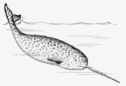 Arctic-2027590 1280 - Narwhals Black And White, HD Png Download, Free Download