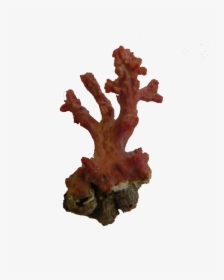 Coral Png Picture - Post Oak, Transparent Png, Free Download