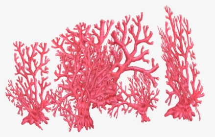 Fire Coral Png, Transparent Png, Free Download