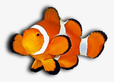 Clown Fish Png - Clown Fish Transparent Background Clipart, Png Download, Free Download