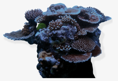 Coral Reef Png, Transparent Png, Free Download