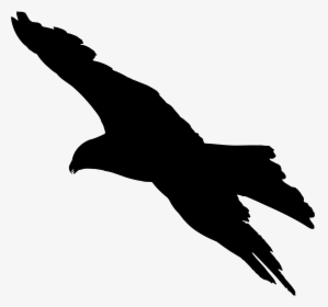 Bald Eagle Bird Silhouette Clip Art - Silhouette Of Bird Of Prey, HD Png Download, Free Download